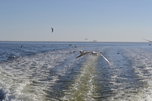 海上行船伴海鸥飞翔