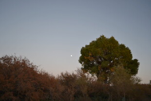 黄昏旷野中的孤树