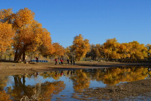 秋日湖畔金黄树林美景
