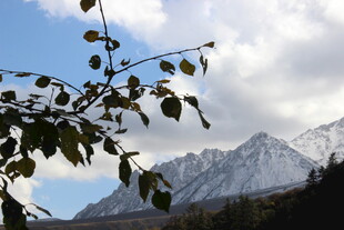 山间枝叶映衬巍峨雪山