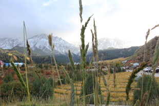田野中的高大植物与远山