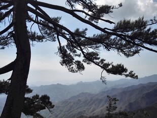 山间松枝映远阔景致