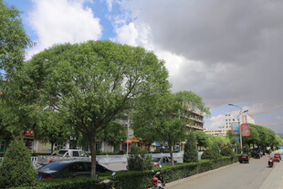 城市街道绿树成荫景象