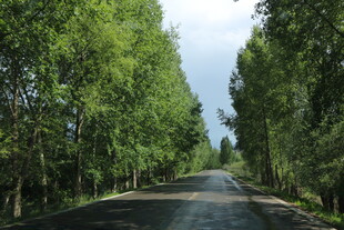 林间静谧公路
