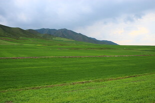 草原绿野与远山的景致