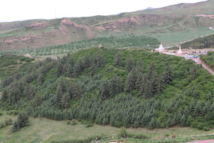 山间葱郁树林风景图