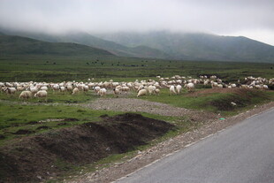 公路旁的羊群与远山景色