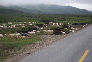公路旁的羊群与青山美景