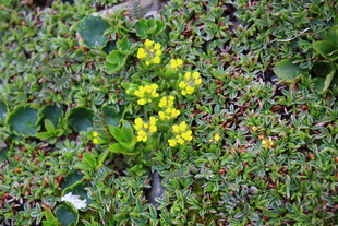 黄色小花点缀绿色草地