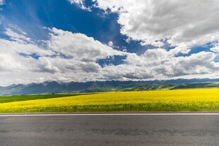 公路旁的绚烂花海与蓝天