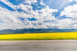 公路旁的金黄油菜花海
