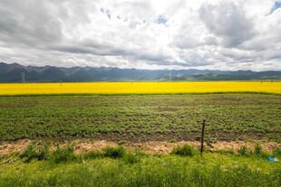广袤田野间的灿烂油菜花