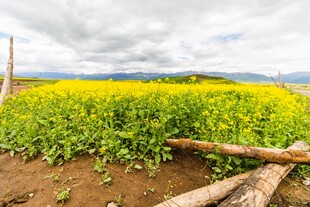 田野间的灿烂油菜花田