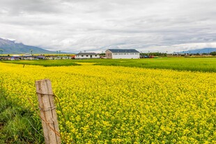 金黄油菜田与远山风景