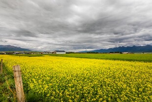 金黄油菜田与远方山峦