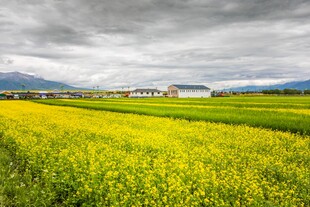 金黄油菜田与远方景致