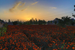 夕阳下的绚烂花田