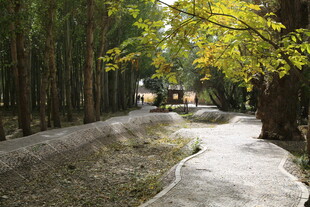 林间小道 静谧自然之景