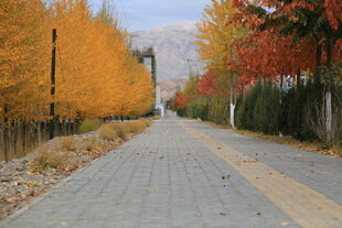 秋日林荫道 色彩斑斓美景
