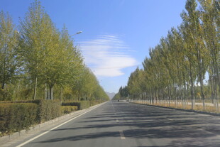 宽阔公路旁的成排绿树
