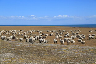 草原上的羊群