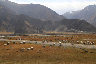 山间草原羊群风景