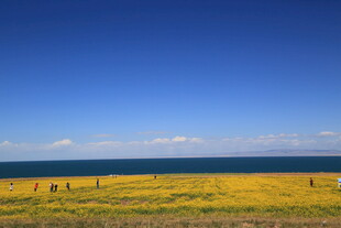 海边黄花田 悠然景致