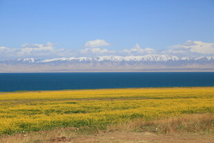 湖畔金黄花海与远山美景