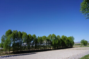 乡间林荫路 清新自然景