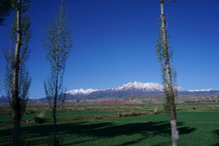 田野雪山旁的挺拔树木