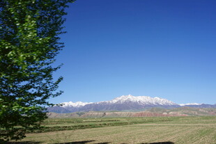 草原远景与雪山绿树