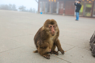 路边独坐的猴子