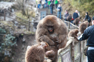游客旁的猴子互动场景