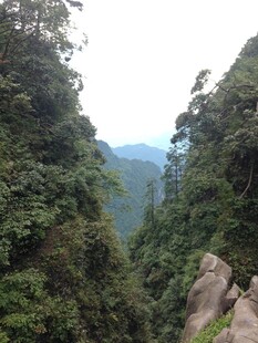 山间葱郁密林景观