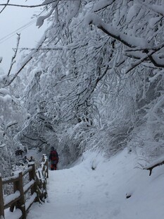 雪覆山林中的漫步小径
