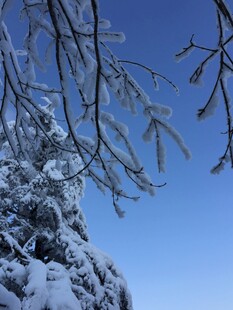 雪覆松枝映蓝天