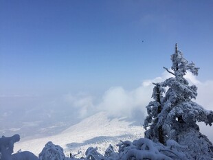 雪覆山巅的挺拔雪松