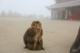 寺庙前独坐的猴子