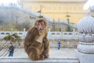 寺庙旁的猴子