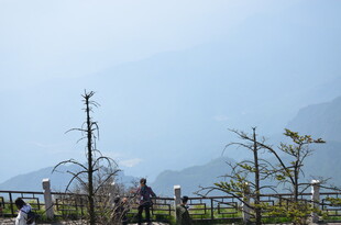 山间观景处的稀疏树木