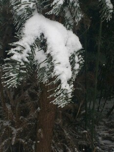 枝头覆雪的翠绿树木