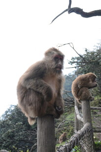 两只猴子坐于木桩