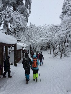 雪后林间行人漫步赏景