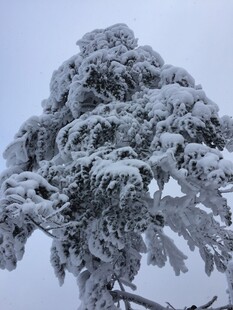 雪覆松枝美景