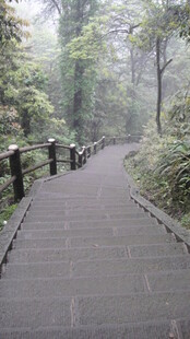 林间幽静步道