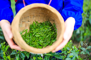 双手捧起鲜嫩茶叶