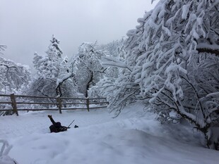 雪覆树木间的休闲场景