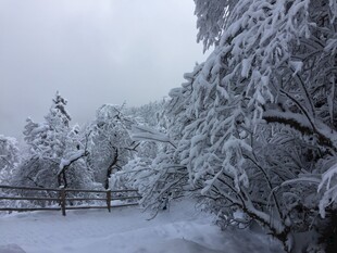 雪覆树林的冬日美景
