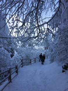雪覆林间小道 行人漫步