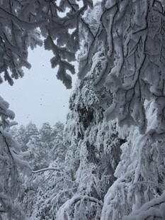 雪覆松枝的冬日美景